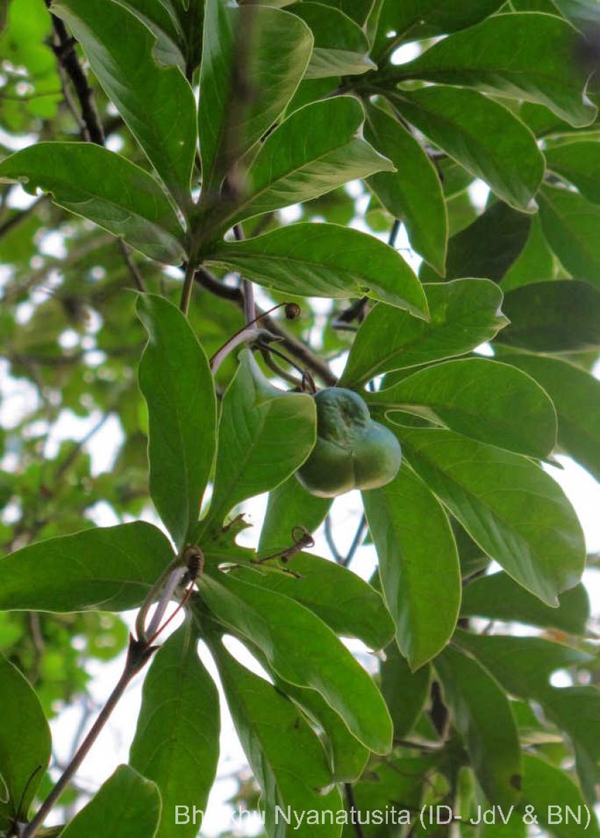 Adenia hondala (Gaertn.) W.J.de Wilde